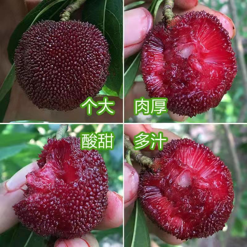 【29.9元3颗正宗杨梅苗】嫁接杨梅苗黑炭杨梅南北方盆栽地栽优质苗