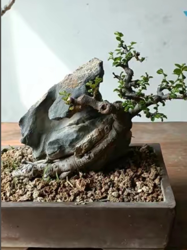 榔榆朴树三角枫盆景素材，一物一拍