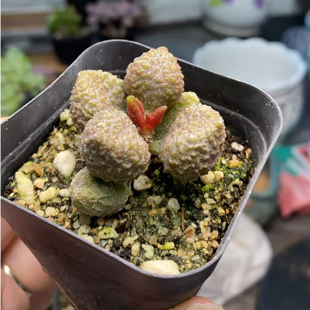 （满15包邮）荔枝皮水泡多肉裸根发