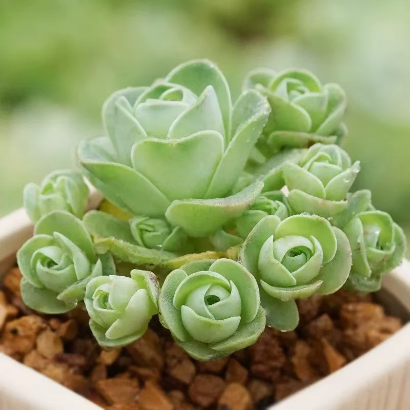 （满15包邮）翡翠球山地玫瑰多肉 6厘米方盆带盆栽好