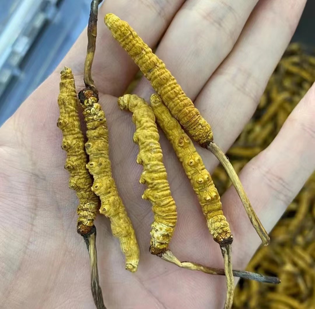 【普布琼达】西藏山货高海拔 干冬虫夏草2根/g3根/g/4根/g