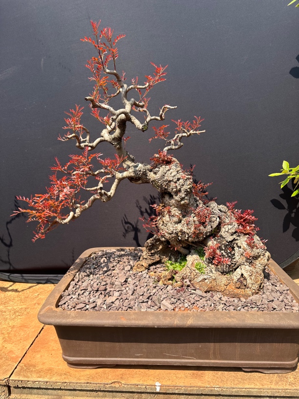 云南红芽清香木 