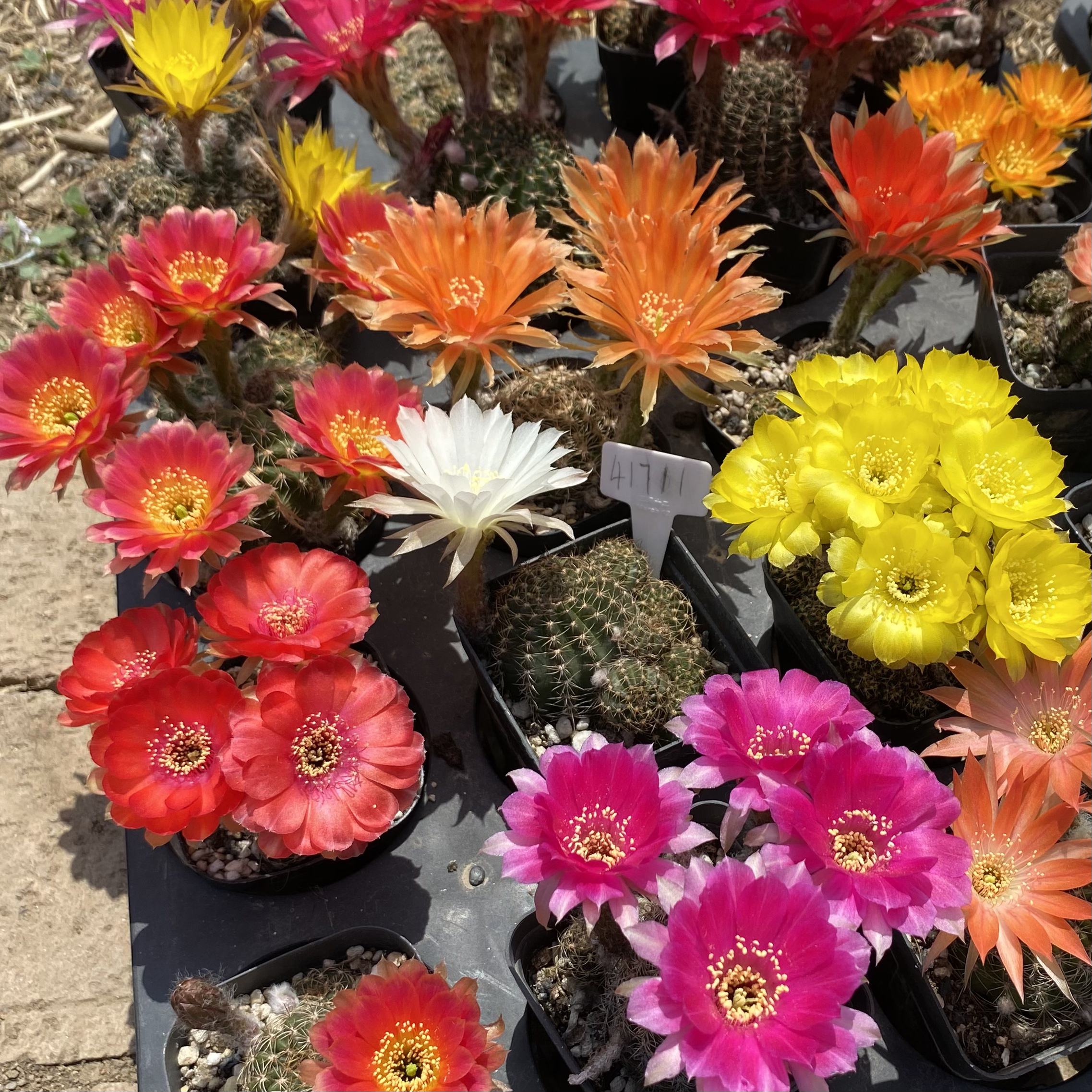 丽花仙人球 2颗包邮花色随机 掐花带盆土发货 1001花房2