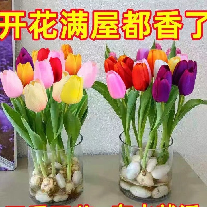 （ 郁金香）大球种球土培水培进口花种子球耐寒花卉冬季盆栽粉色