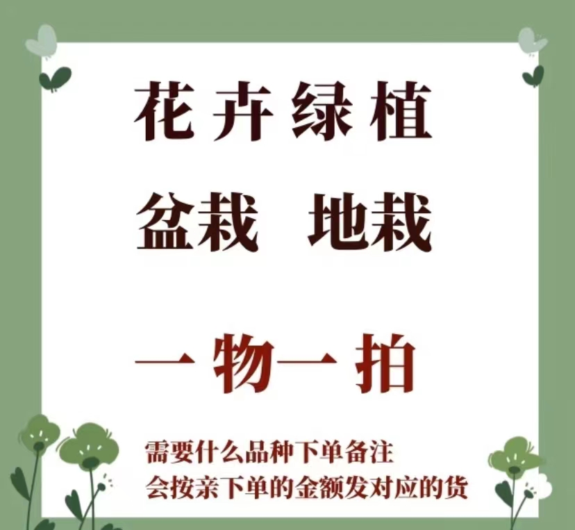 月季花（一物一拍）好看漂亮