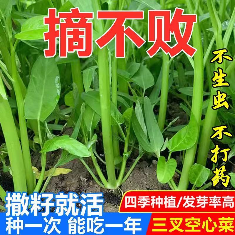 【今年新种】三叉空心菜种籽通心菜种子四季高产易种植盆栽青菜种子