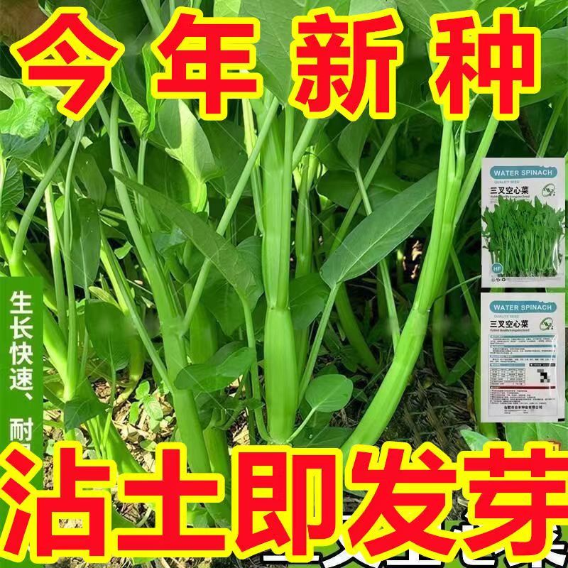 【今年新种】三叉空心菜通心菜四季发芽高产盆栽大叶菜生长耐热庭院