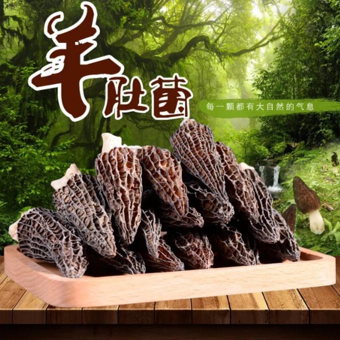 古田羊肚菌菌菇干货炖汤煲汤材料 产地直销 4-7公分羊肚菌