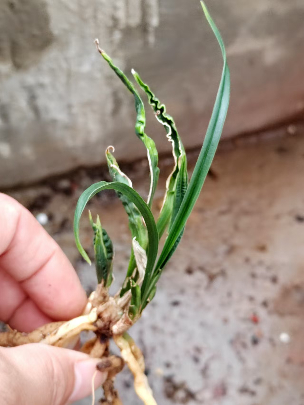 贵州本地春兰鹅头水晶