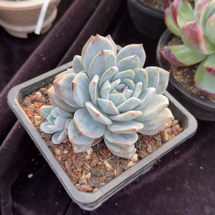 11厘米左右一物一拍的