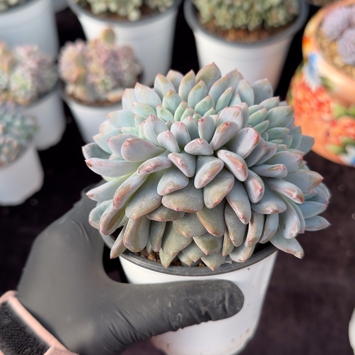 11厘米左右一物一一拍得