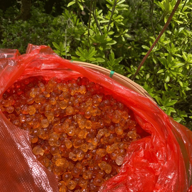 【土特产】桃交净含量250g