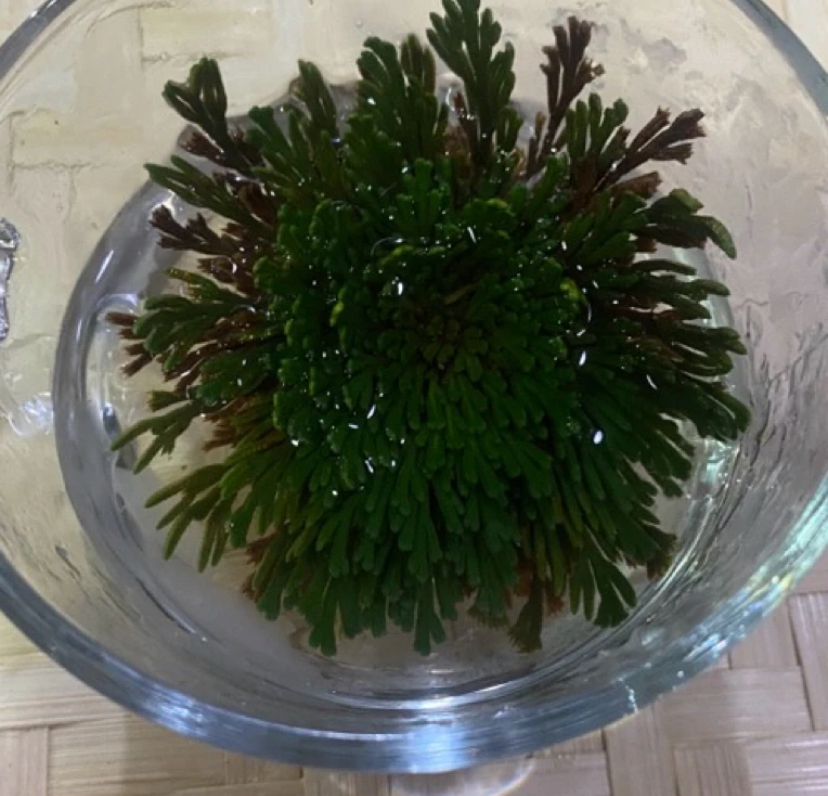B【土特产】冰雪之花 净含量250g-1000g
