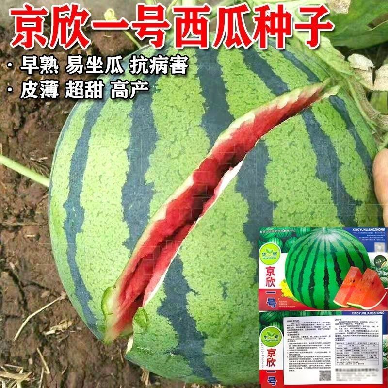 京欣一号西瓜种籽特大薄皮早熟超甜西瓜种子四季庭院易种水果种孑