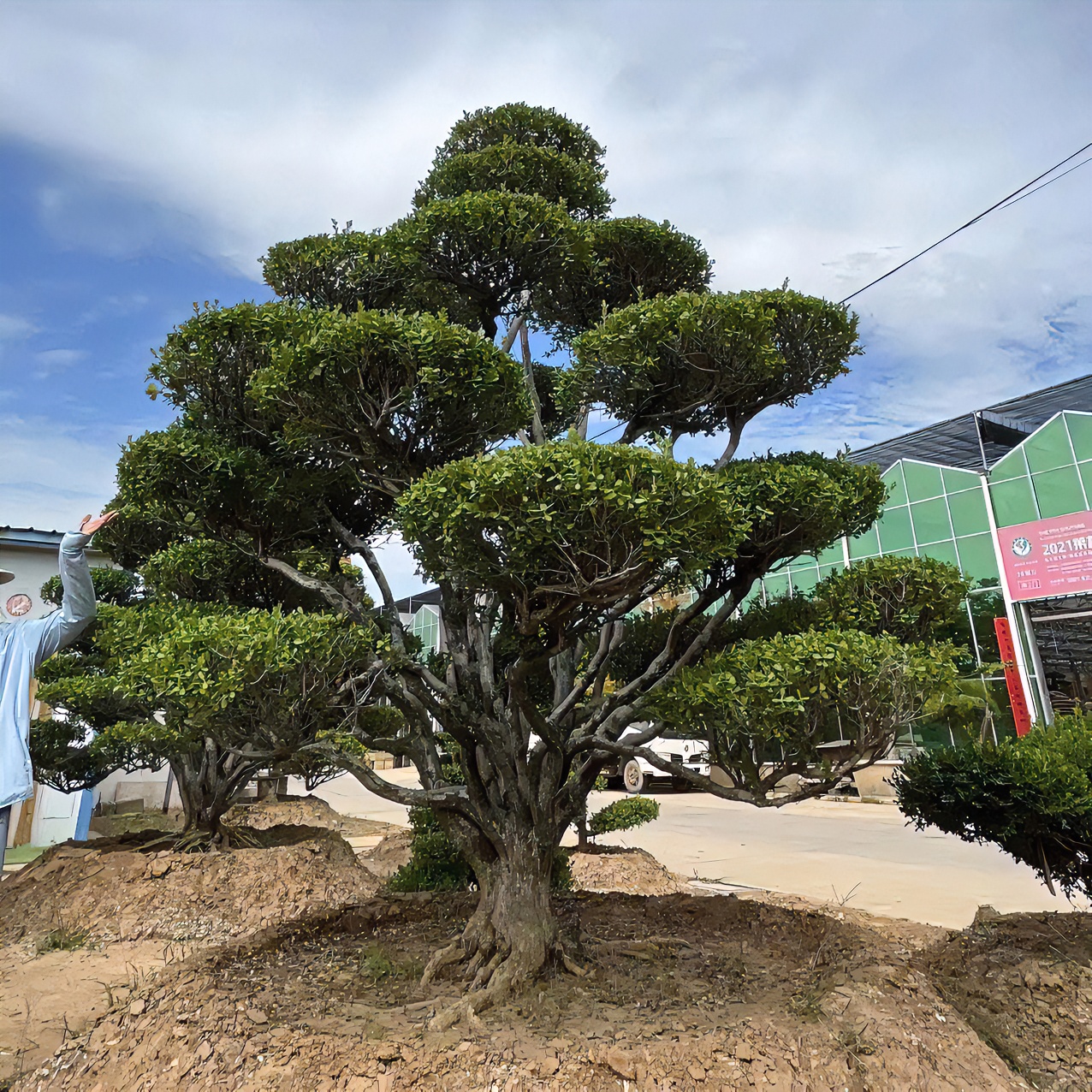 黄杨造型树地景瓜子黄杨别墅庭院造型树四季常青