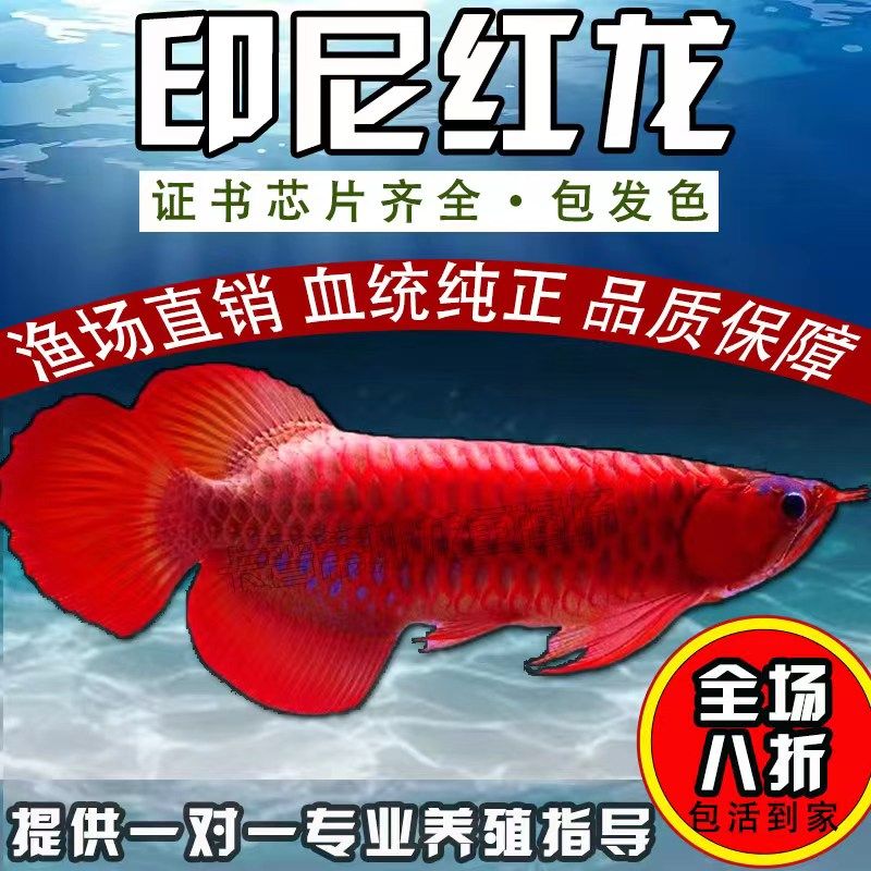 印尼纯血红龙鱼活鱼辣椒大湖红龙苗幼苗热带鱼热带观赏鱼金龙鱼