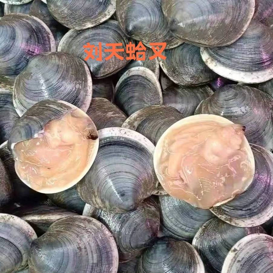 大连海鲜庄河特产嘎查蓝面镜蛤噶插蛤查蛤叉蛤蜊鲜活顺丰发货