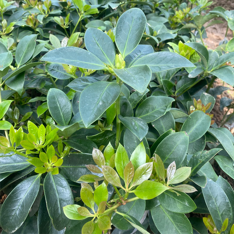 芮苗广西高产矮化罗马八角树嫁接苗大红八角树苗广西容县苗圃直发