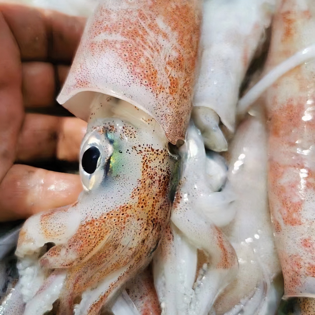 俞小鱼的鱼东海海捕 鱿鱼 2-3斤装 冷冻发货食用