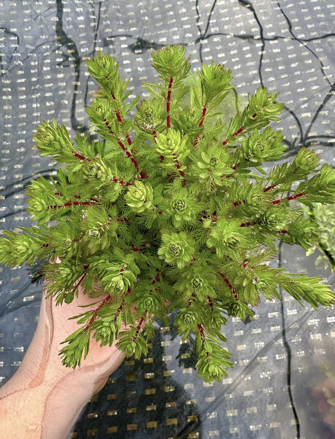 【红羽毛宝塔】新手养鱼懒人增氧鱼缸鱼池造景装饰专用水草