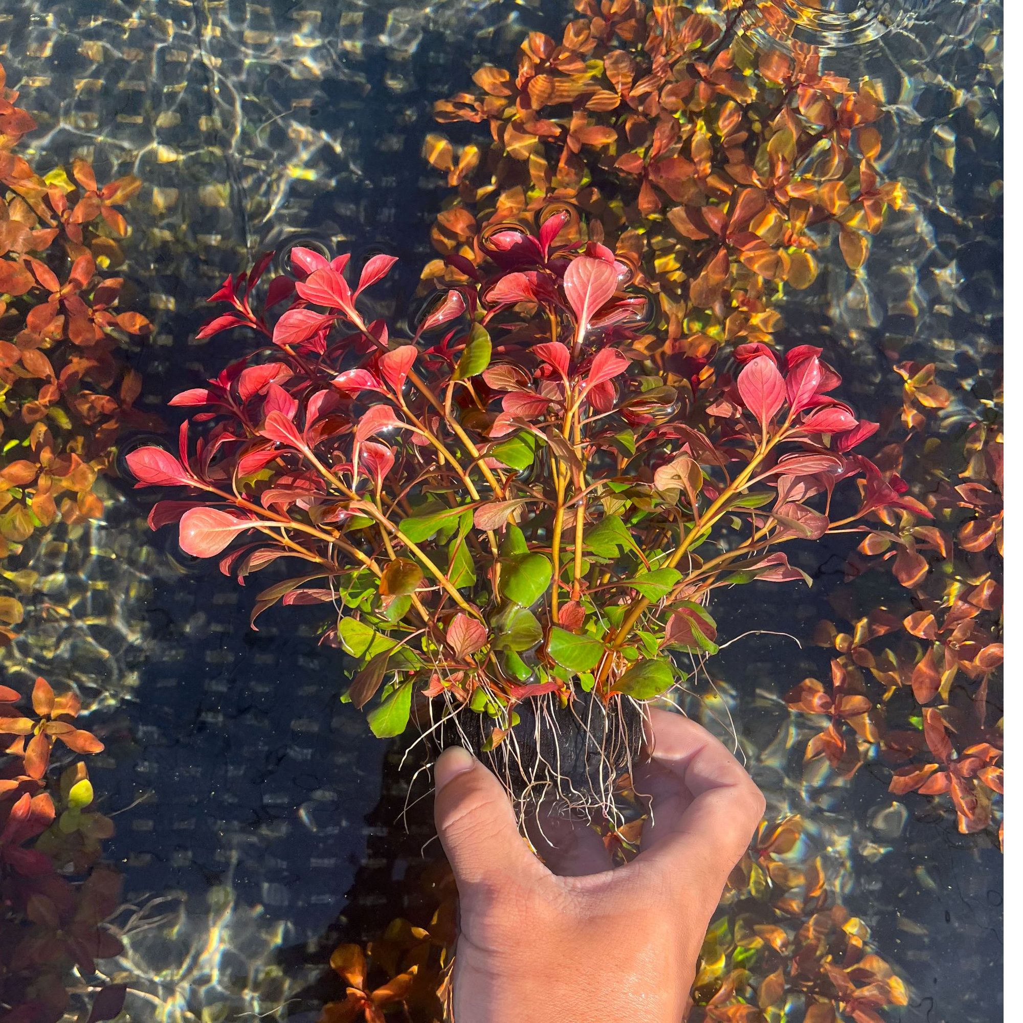 【苹果胭脂】新手养鱼懒人增氧鱼缸鱼池造景装饰专用水草
