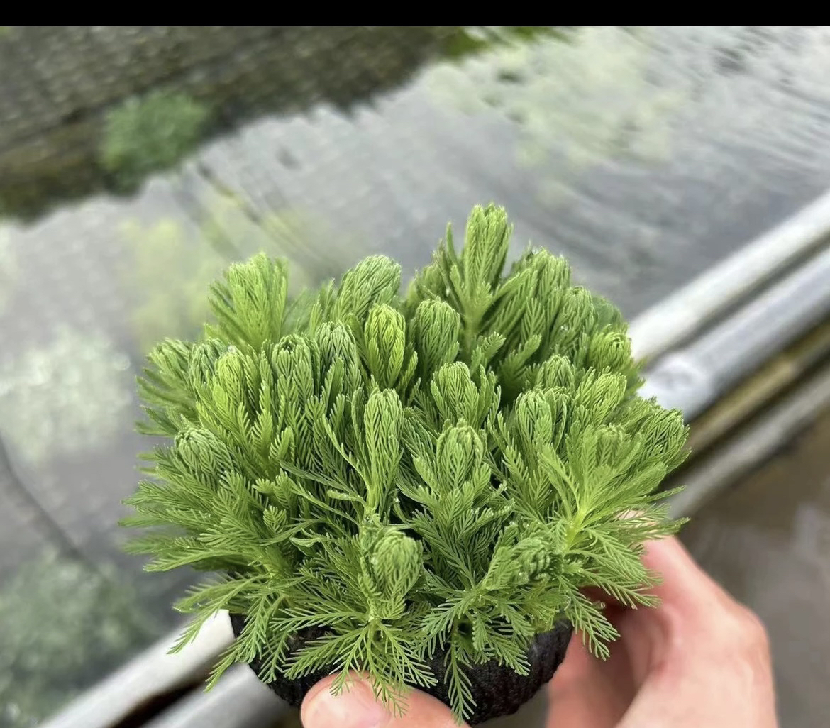 【绿羽毛宝塔】生长极快新手养鱼懒人增氧鱼缸鱼缸造景装饰专用水草