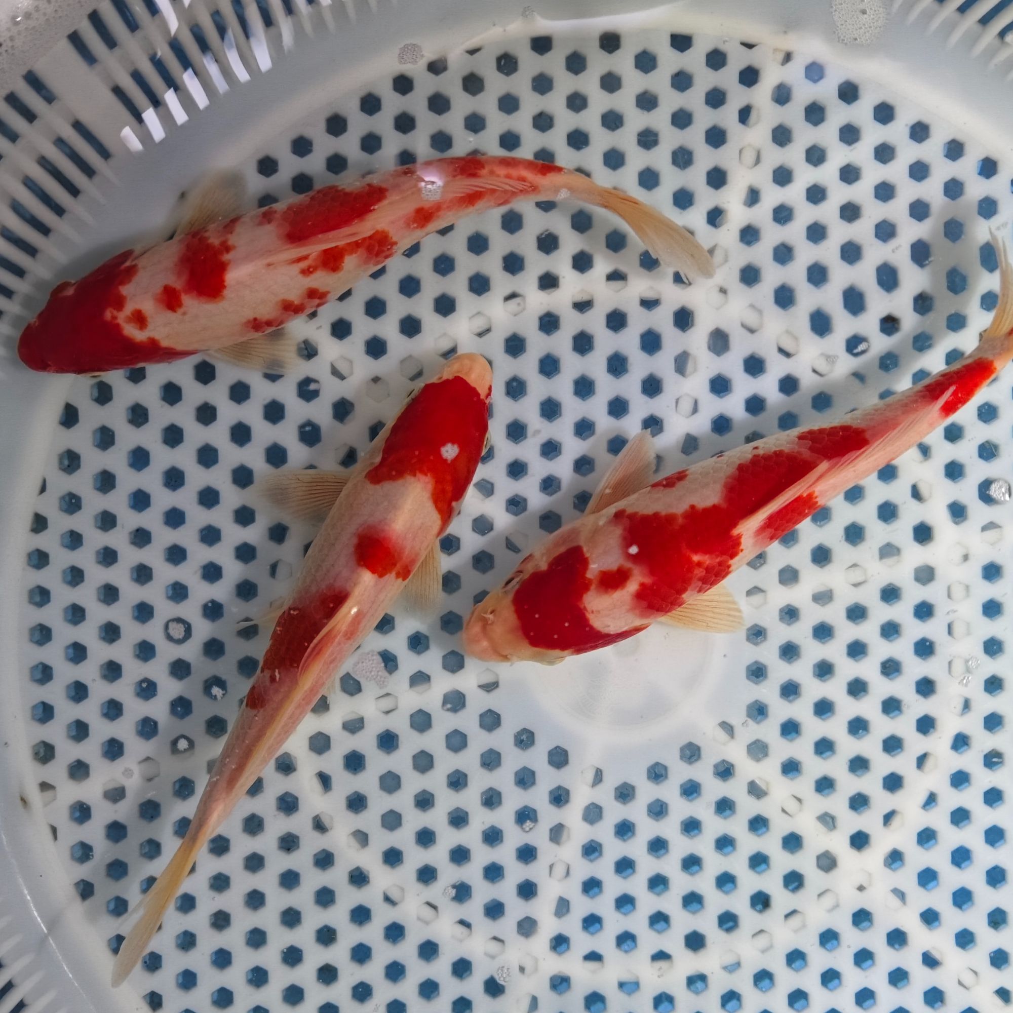 精品红白三色锦鲤大尺寸观赏鱼冷水易活超萌好物