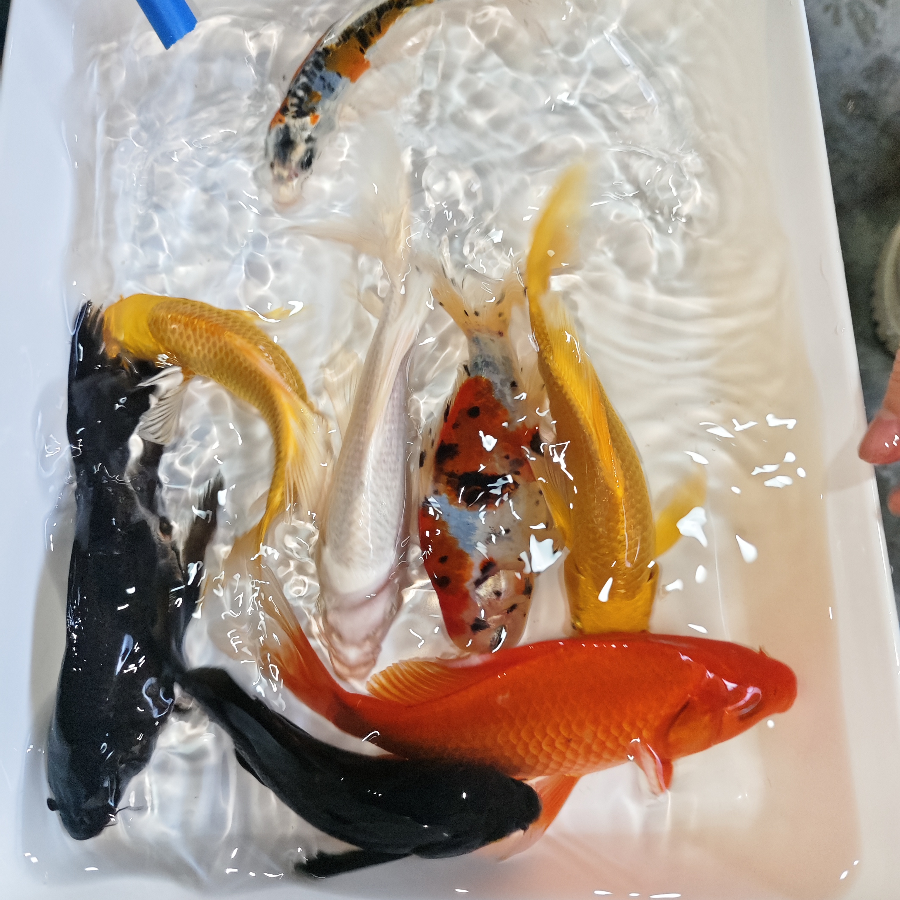 【经典大五福】15-18cm红白黄金黑金观赏鱼锦鲤