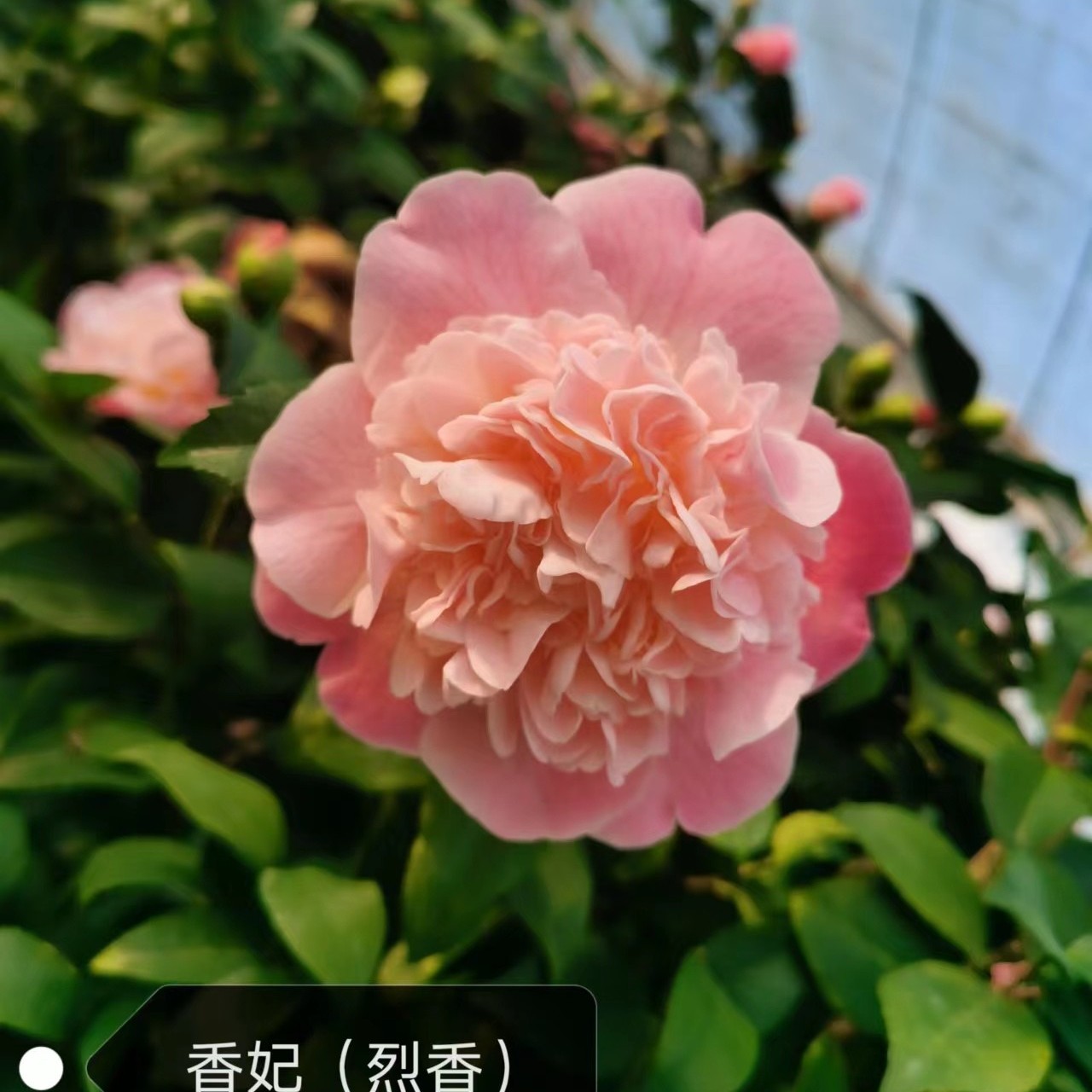 香妃茶花烈香盆栽绿植原盆原土发货自家基地种植开花带香味包邮到