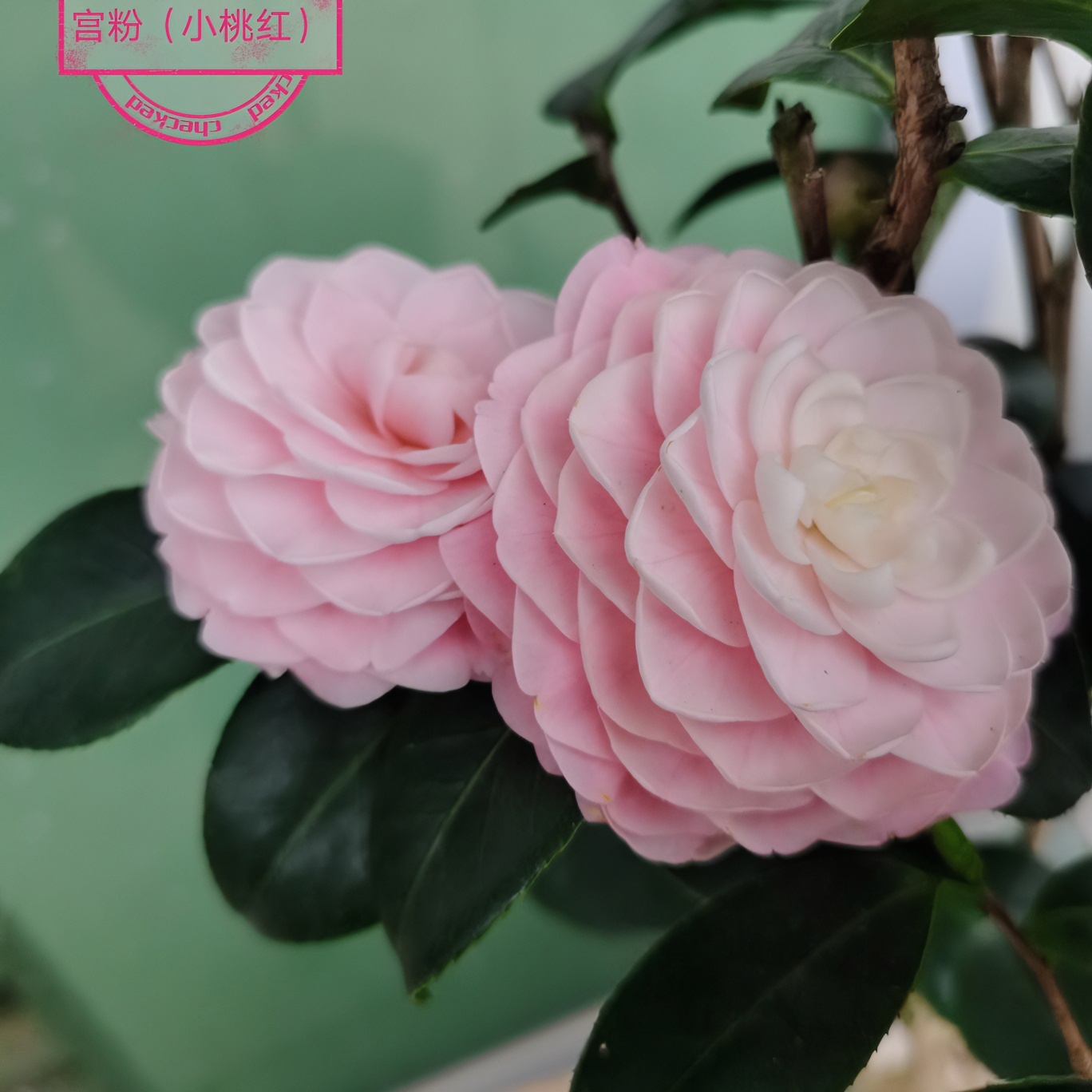 宫粉（小桃红）茶花盆栽绿植原生精品苗阳台庭院窗台花卉四季常青