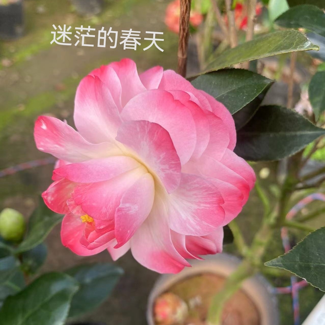 直播时改价链接此链接没直播时请勿下单一物一拍包邮自家基地种植