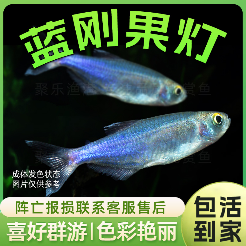 蓝刚果灯 热带观赏鱼淡水草缸群游灯科七闪光蓝线小型鱼活体