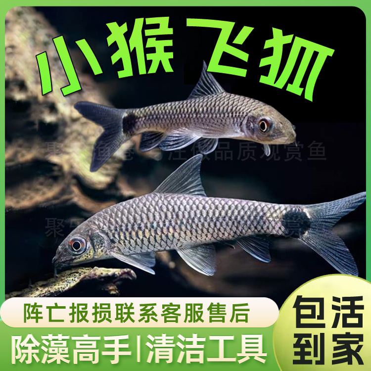 小猴飞狐黑线飞狐活体热带观赏淡水除藻工具垃圾除鱼黑毛丝毛藻