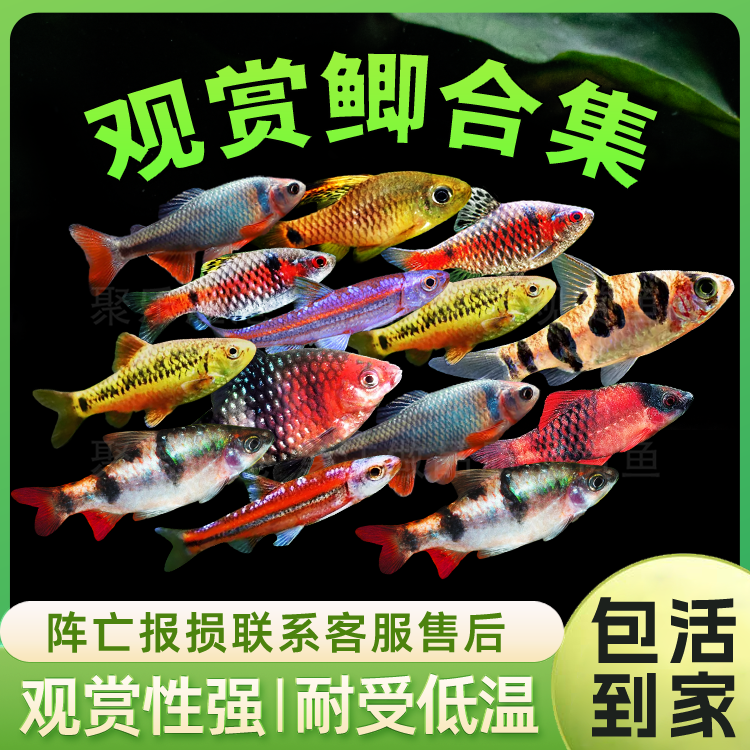 观赏鲫冷水观赏鱼钻石彩虹鲫紫光彩虹精灵红尾绿荧光鲫金条鲫活体