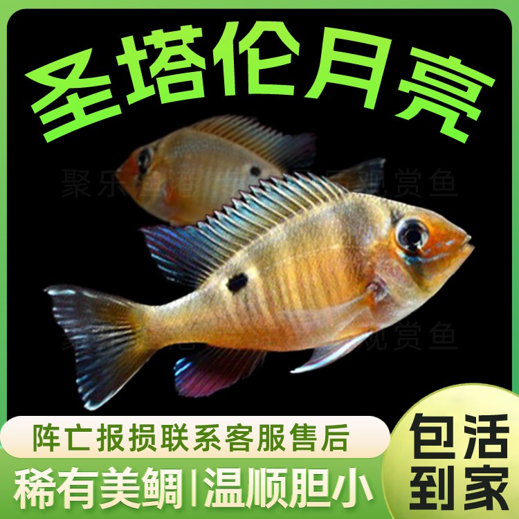 热带鱼观赏鱼活体 慈鲷 秘鲁南美食土鲷  圣塔伦黄腹月亮宝石混养