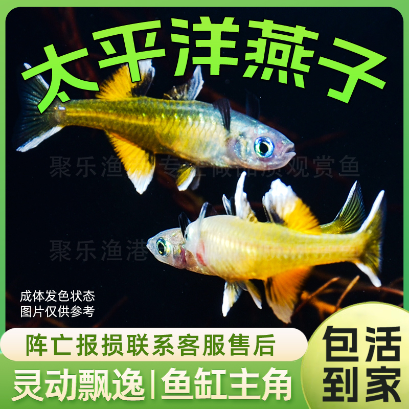 太平洋蓝眼燕子活体 热带观赏淡水草缸小型上层群游鱼