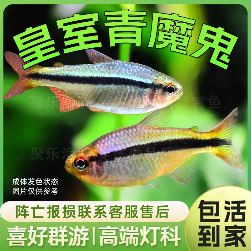 皇室青魔鬼灯帝王蓝带灯鱼彩虹魔鬼红眼蓝彩活体草缸热带观赏鱼