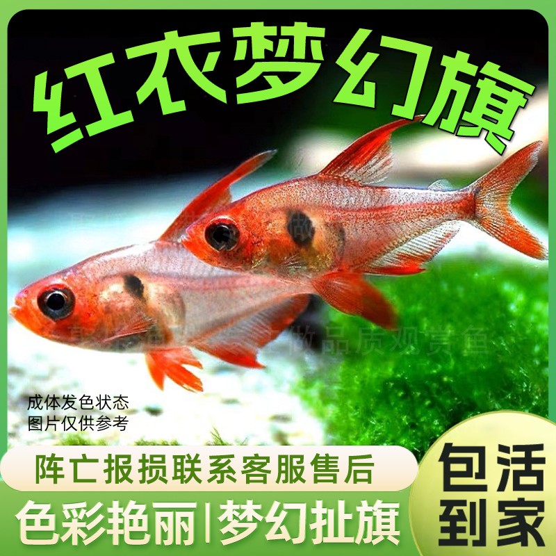 红衣梦幻旗灯鱼  热带观赏鱼淡水小型灯科脂鲤鱼扯旗草缸群游活体