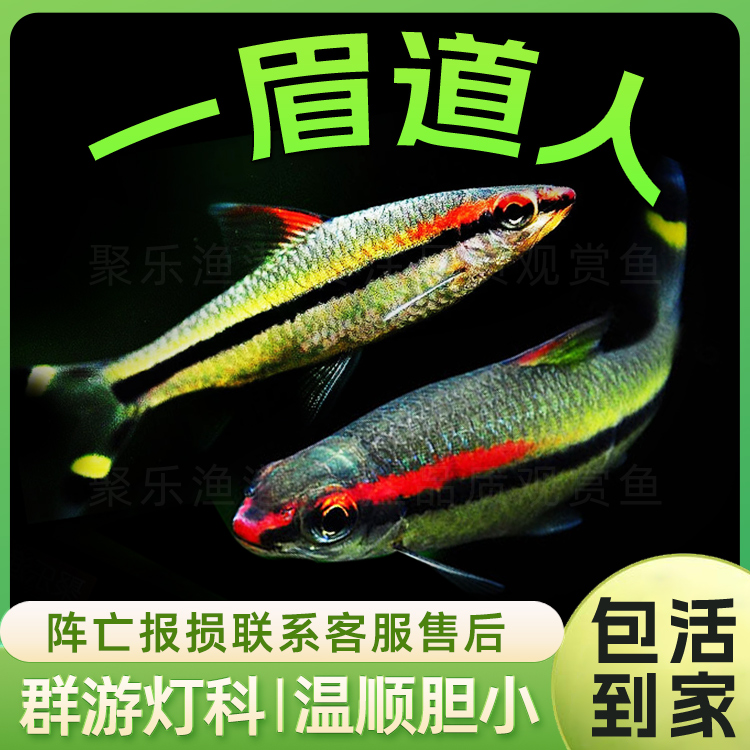 人工一眉道人热带宠物观赏鱼灯科鱼淡水草缸小型鱼红眉道人活体