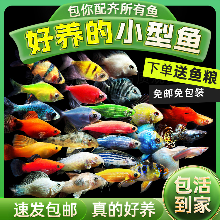 小型鱼合集 观赏鱼热带鱼孔雀鱼天使鱼鼠鱼短鲷鱼迷你鹦鹉虎皮鱼