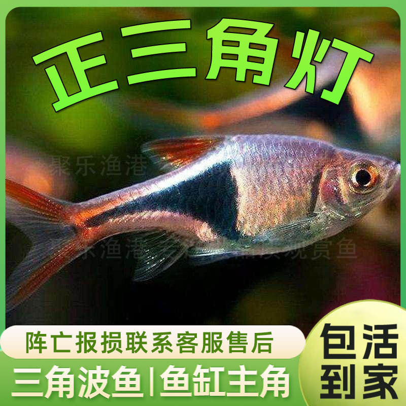 正三角灯鱼淡水鱼草缸中小型鱼群游灯科鱼热带鱼淡水鱼活体