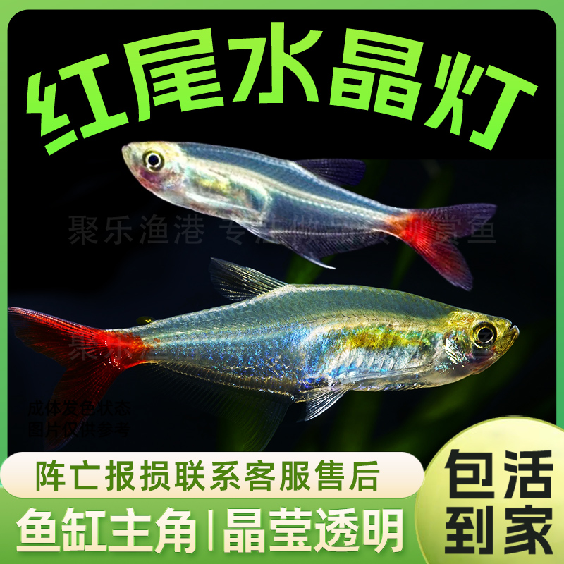 红尾水晶灯鱼透明玻璃鱼 热带鱼观赏鱼淡水鱼宠物鱼活体混养