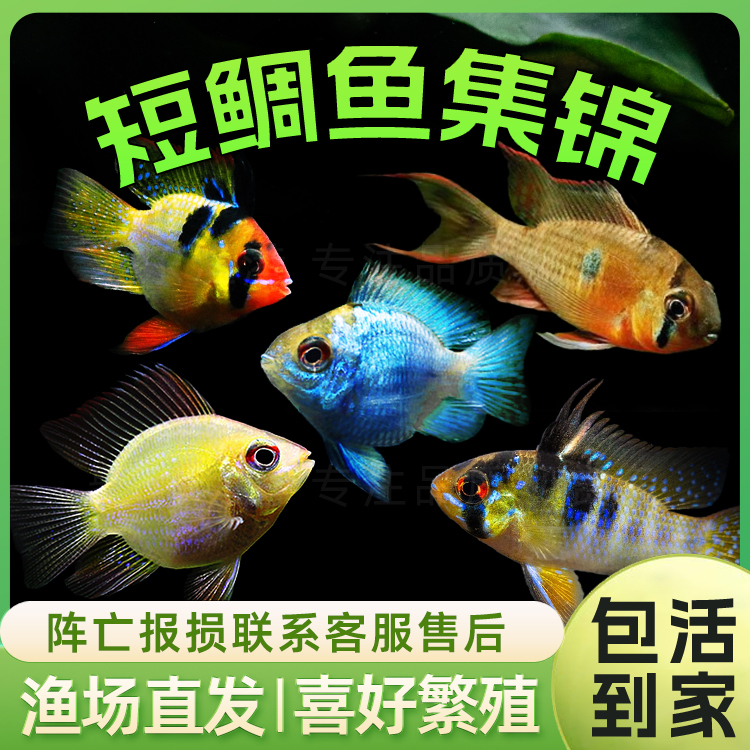 金波子阿凡达热带观赏鱼宝蓝荷兰球短鲷水族草缸鱼活体小型淡水鱼