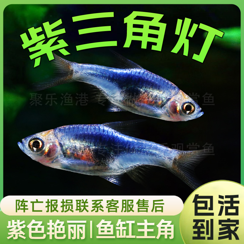紫蓝三角灯 热带鱼观赏鱼淡水鱼中层灯科鱼小型鱼草缸群游活体