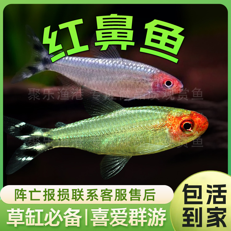 红剪刀白金红鼻子群游鱼淡水鱼活体热带小型观赏鱼水草缸