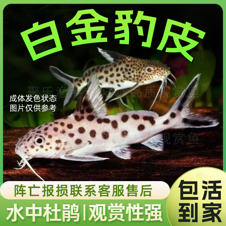 白金豹皮鱼迷你豹猫鱼坦湖品种热带鱼底栖鱼活体三湖慈鲷混养