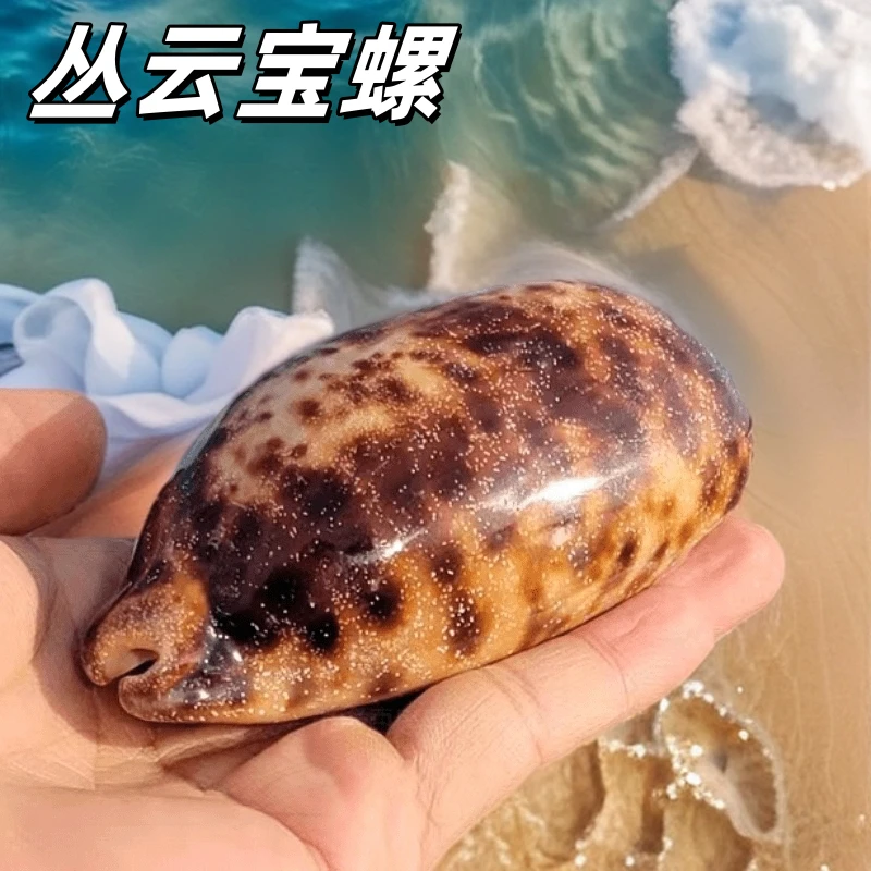 丛云宝螺 天然海螺贝壳 水族鱼缸造景家居橱窗装饰稀有收藏标本螺
