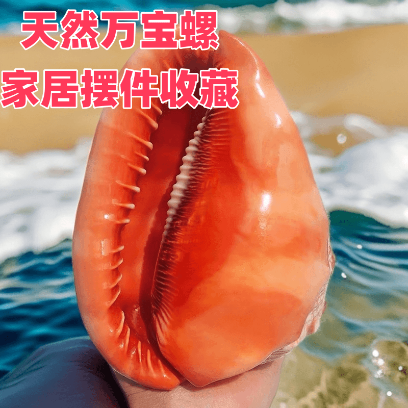 招财进宝万宝螺贝壳摆件天然超大海螺四大名螺鱼缸造景水族装饰品