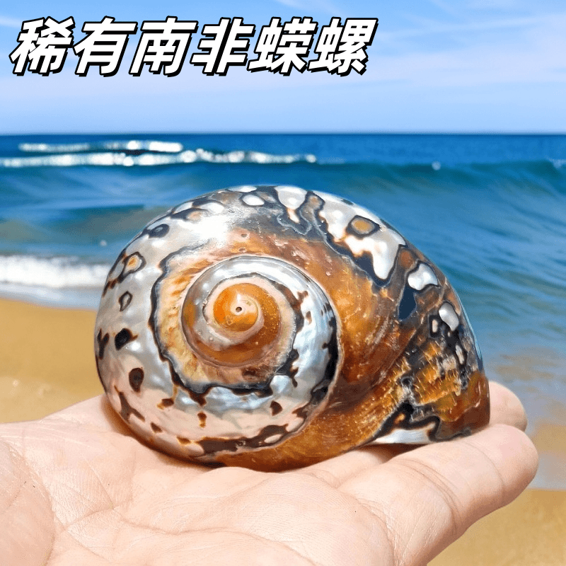 稀有南非嵘螺天然海螺贝壳标本螺收藏送礼南非蝾螺鱼缸造景装饰品
