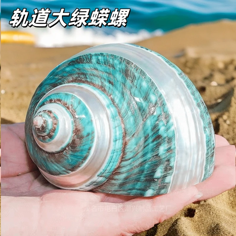 轨道大绿蝾螺 天然海螺贝壳手把玩水族箱造景 地中海家居收藏摆件